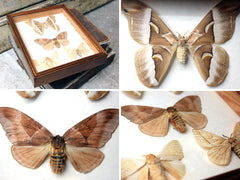 A Fine Mid 20thC Lepidopterist's Shadow Boxed Display of Silk Moths