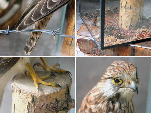 A Fine c.1940 Taxidermy Kestrel in a Glazed Case