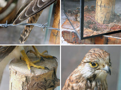 A Fine c.1940 Taxidermy Kestrel in a Glazed Case