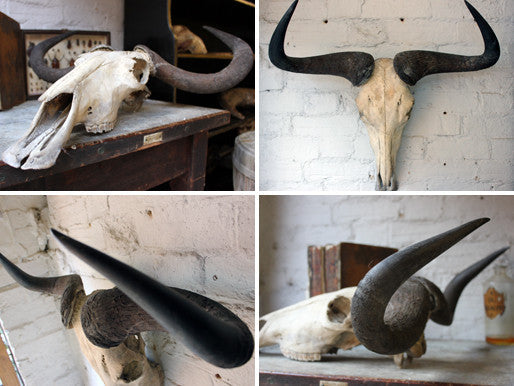A Good Early 20thC Taxidermy Water Buffalo Skull & Horns