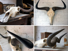 A Good Early 20thC Taxidermy Water Buffalo Skull & Horns