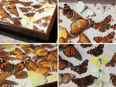 A Beautiful c.1900 Mahogany Cased Lepidopterists' Collection