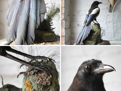 A Good Quality c.1940 Dome Cased Taxidermy Magpie on Ebonised Plinth