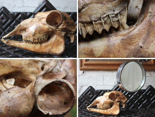 A Decorative Early 20thC Alpaca Skull
