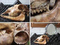 A Decorative Early 20thC Alpaca Skull