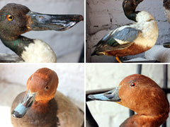 A Dandy Pair of c.1940 Taxidermy Ducks