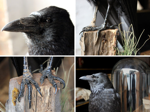 A Fine Quality Contemporary Taxidermy Crow on Ebonised Plinth