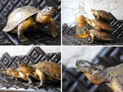 A Fine Trio of c.1890 Taxidermy Terrapins