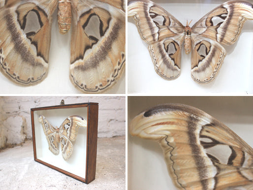 A Good Mid 20thC Cased Atlas Silk Moth