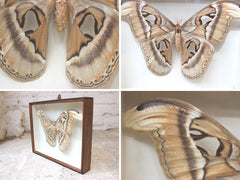 A Good Mid 20thC Cased Atlas Silk Moth