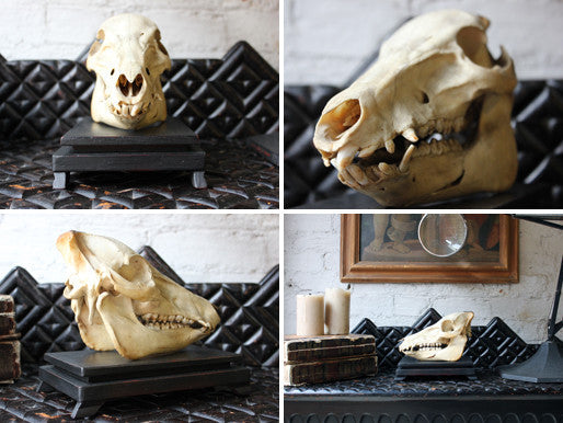 A Good Early 20thC Dutch Zoology Department Northern Sumatran Pig Skull