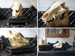 A Good Early 20thC Dutch Zoology Department Northern Sumatran Pig Skull