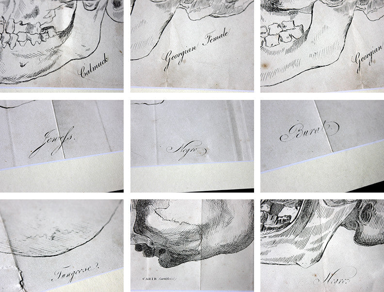 A Decorative Group of Seven Framed Early Victorian Engravings of Skulls from The Natural History of Man, by James Cowles Prichard c.1848