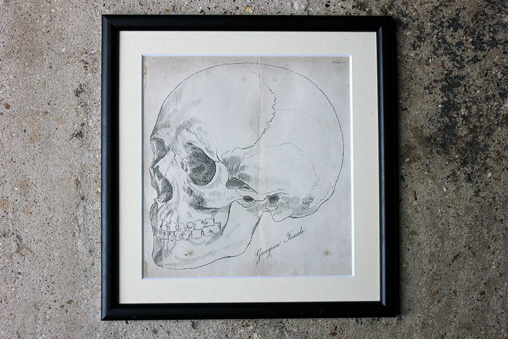 A Decorative Group of Seven Framed Early Victorian Engravings of Skulls from The Natural History of Man, by James Cowles Prichard c.1848