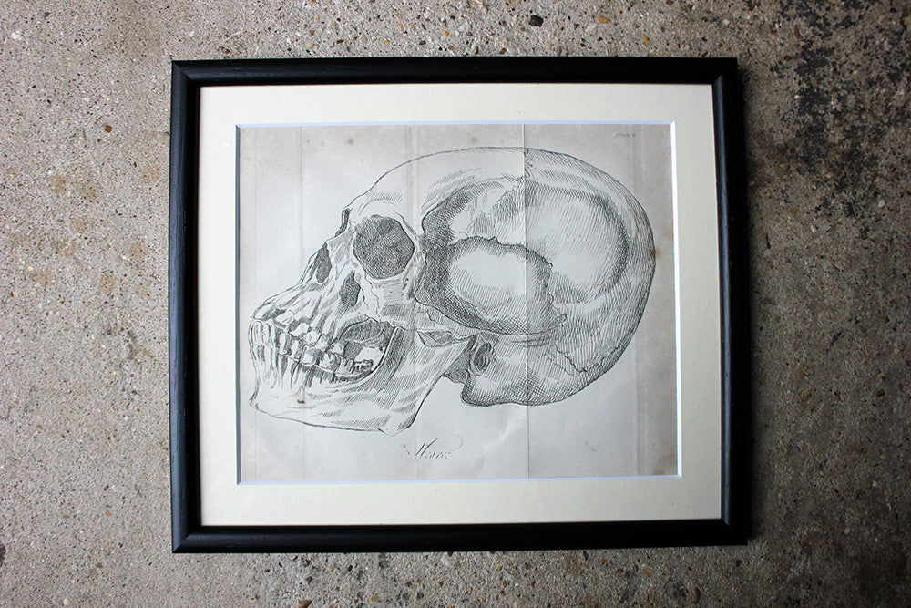A Decorative Group of Seven Framed Early Victorian Engravings of Skulls from The Natural History of Man, by James Cowles Prichard c.1848