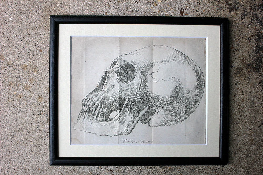 A Decorative Group of Seven Framed Early Victorian Engravings of Skulls from The Natural History of Man, by James Cowles Prichard c.1848