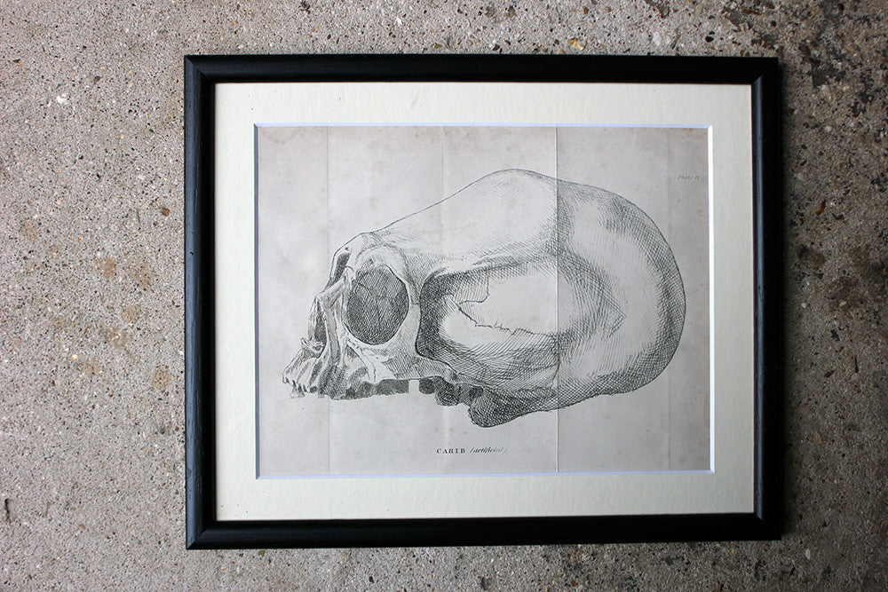 A Decorative Group of Seven Framed Early Victorian Engravings of Skulls from The Natural History of Man, by James Cowles Prichard c.1848