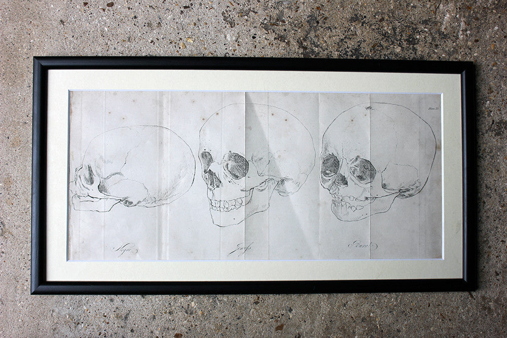 A Decorative Group of Seven Framed Early Victorian Engravings of Skulls from The Natural History of Man, by James Cowles Prichard c.1848