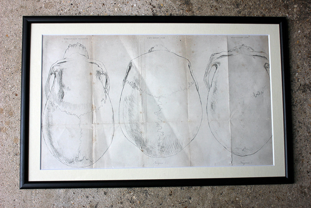 A Decorative Group of Seven Framed Early Victorian Engravings of Skulls from The Natural History of Man, by James Cowles Prichard c.1848