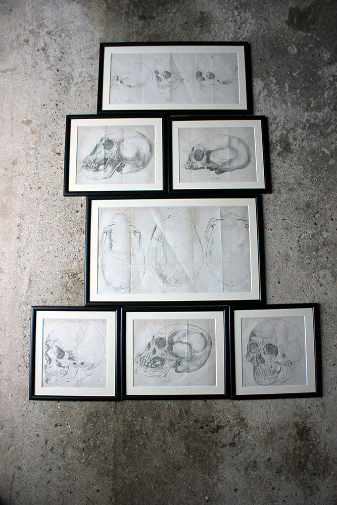 A Decorative Group of Seven Framed Early Victorian Engravings of Skulls from The Natural History of Man, by James Cowles Prichard c.1848