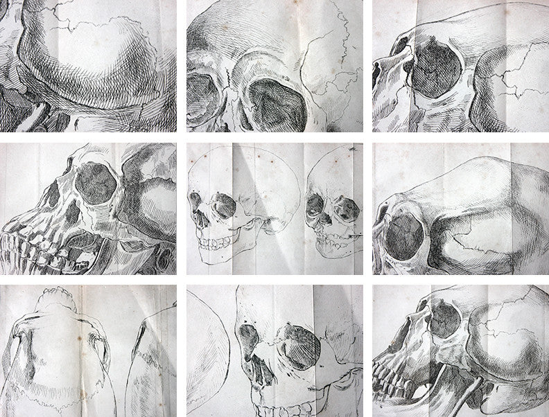 A Decorative Group of Seven Framed Early Victorian Engravings of Skulls from The Natural History of Man, by James Cowles Prichard c.1848