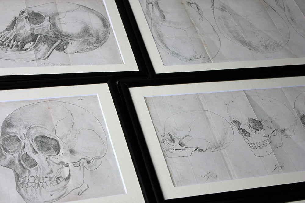 A Decorative Group of Seven Framed Early Victorian Engravings of Skulls from The Natural History of Man, by James Cowles Prichard c.1848