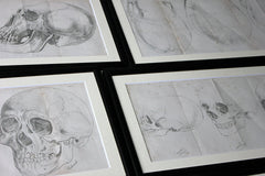 A Decorative Group of Seven Framed Early Victorian Engravings of Skulls from The Natural History of Man, by James Cowles Prichard c.1848