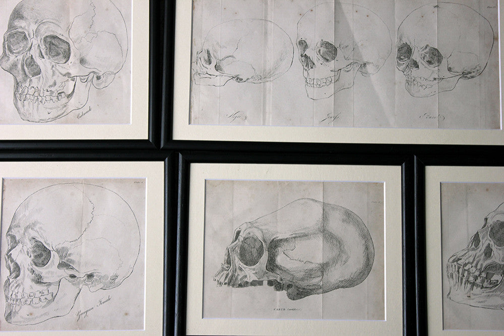 A Decorative Group of Seven Framed Early Victorian Engravings of Skulls from The Natural History of Man, by James Cowles Prichard c.1848