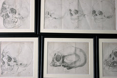 A Decorative Group of Seven Framed Early Victorian Engravings of Skulls from The Natural History of Man, by James Cowles Prichard c.1848