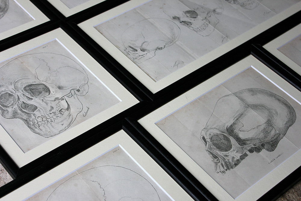 A Decorative Group of Seven Framed Early Victorian Engravings of Skulls from The Natural History of Man, by James Cowles Prichard c.1848