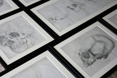 A Decorative Group of Seven Framed Early Victorian Engravings of Skulls from The Natural History of Man, by James Cowles Prichard c.1848