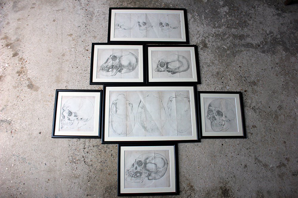 A Decorative Group of Seven Framed Early Victorian Engravings of Skulls from The Natural History of Man, by James Cowles Prichard c.1848