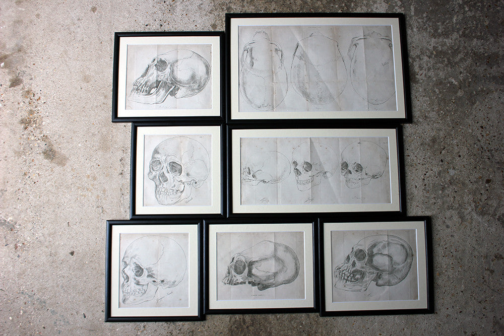 A Decorative Group of Seven Framed Early Victorian Engravings of Skulls from The Natural History of Man, by James Cowles Prichard c.1848