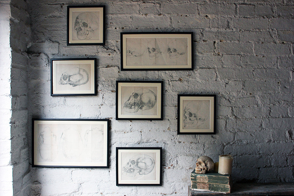A Decorative Group of Seven Framed Early Victorian Engravings of Skulls from The Natural History of Man, by James Cowles Prichard c.1848