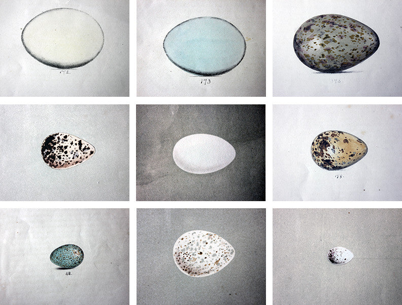 A Decorative Group of Thirteen Framed & Hand-Coloured Lithographs & Woodblock Prints of British Birds' Eggs c.1842-56