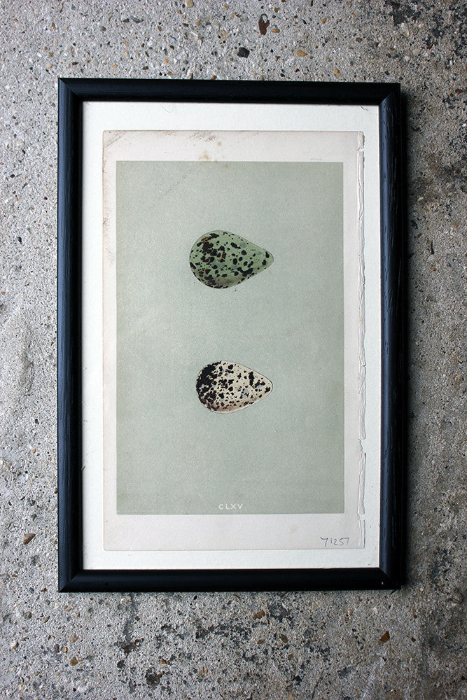 A Decorative Group of Thirteen Framed & Hand-Coloured Lithographs & Woodblock Prints of British Birds' Eggs c.1842-56
