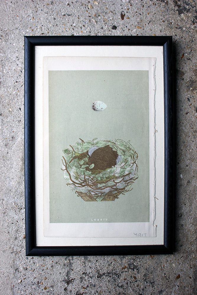 A Decorative Group of Thirteen Framed & Hand-Coloured Lithographs & Woodblock Prints of British Birds' Eggs c.1842-56