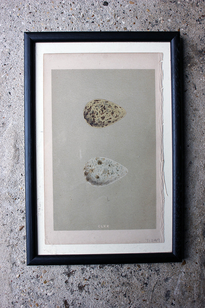 A Decorative Group of Thirteen Framed & Hand-Coloured Lithographs & Woodblock Prints of British Birds' Eggs c.1842-56