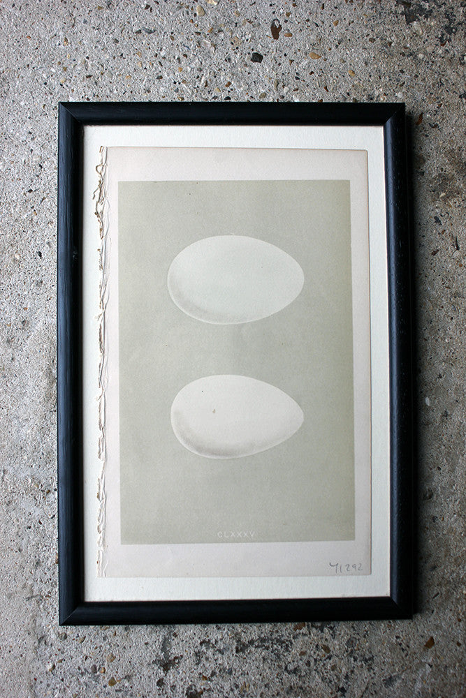 A Decorative Group of Thirteen Framed & Hand-Coloured Lithographs & Woodblock Prints of British Birds' Eggs c.1842-56