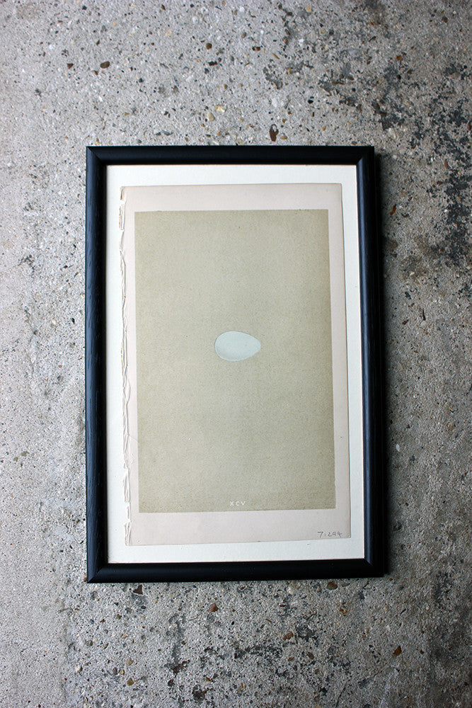 A Decorative Group of Thirteen Framed & Hand-Coloured Lithographs & Woodblock Prints of British Birds' Eggs c.1842-56
