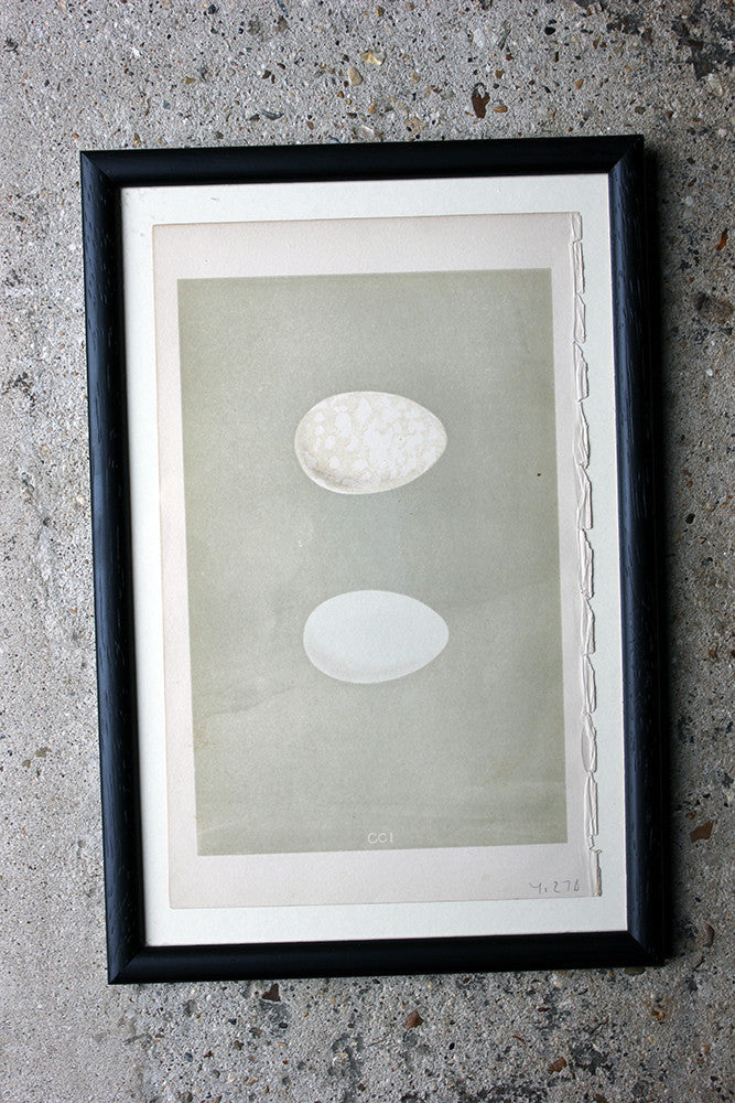 A Decorative Group of Thirteen Framed & Hand-Coloured Lithographs & Woodblock Prints of British Birds' Eggs c.1842-56