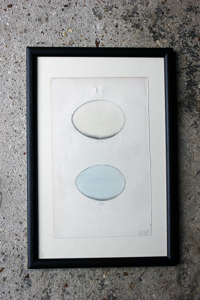 A Decorative Group of Thirteen Framed & Hand-Coloured Lithographs & Woodblock Prints of British Birds' Eggs c.1842-56