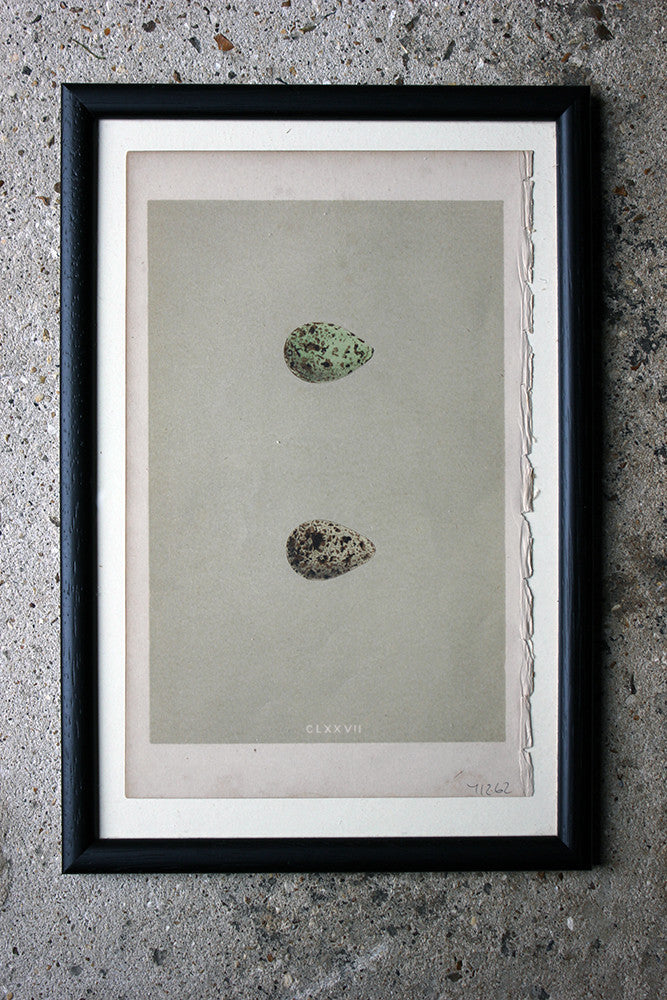 A Decorative Group of Thirteen Framed & Hand-Coloured Lithographs & Woodblock Prints of British Birds' Eggs c.1842-56