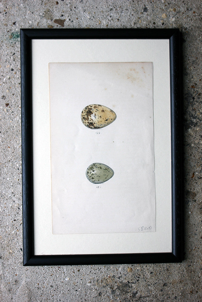 A Decorative Group of Thirteen Framed & Hand-Coloured Lithographs & Woodblock Prints of British Birds' Eggs c.1842-56