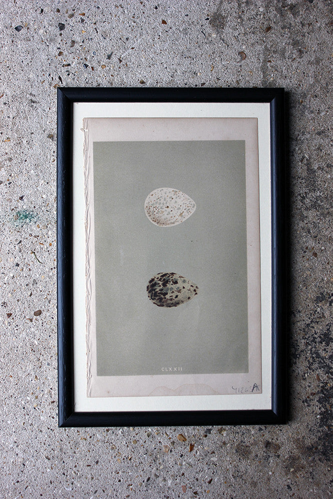 A Decorative Group of Thirteen Framed & Hand-Coloured Lithographs & Woodblock Prints of British Birds' Eggs c.1842-56