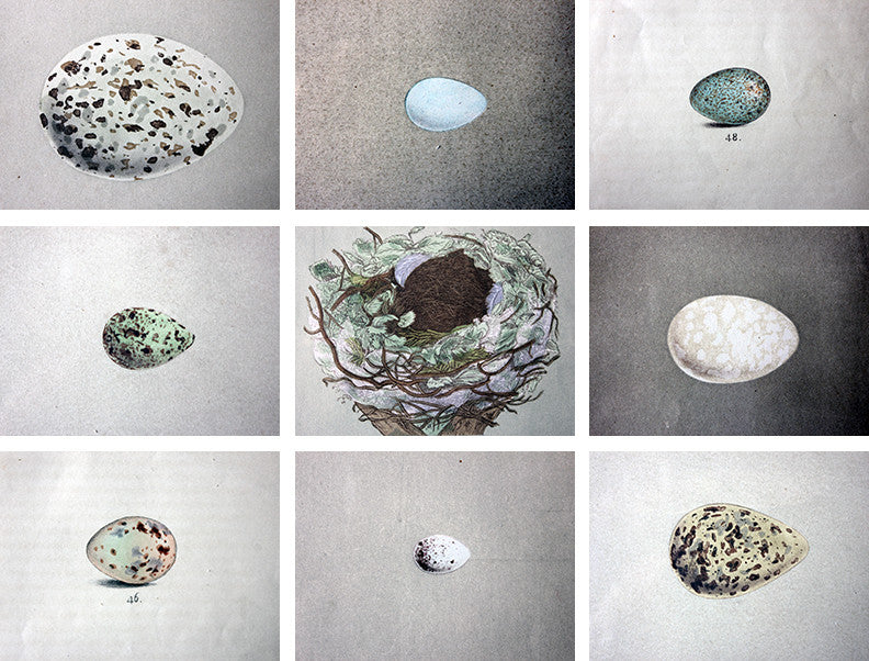 A Decorative Group of Thirteen Framed & Hand-Coloured Lithographs & Woodblock Prints of British Birds' Eggs c.1842-56