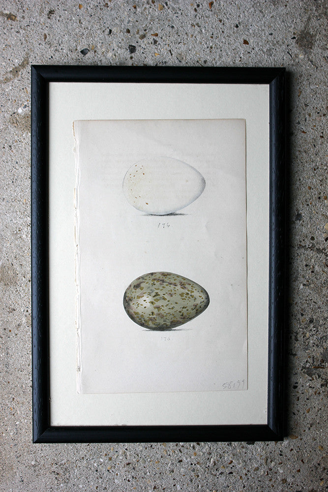 A Decorative Group of Thirteen Framed & Hand-Coloured Lithographs & Woodblock Prints of British Birds' Eggs c.1842-56