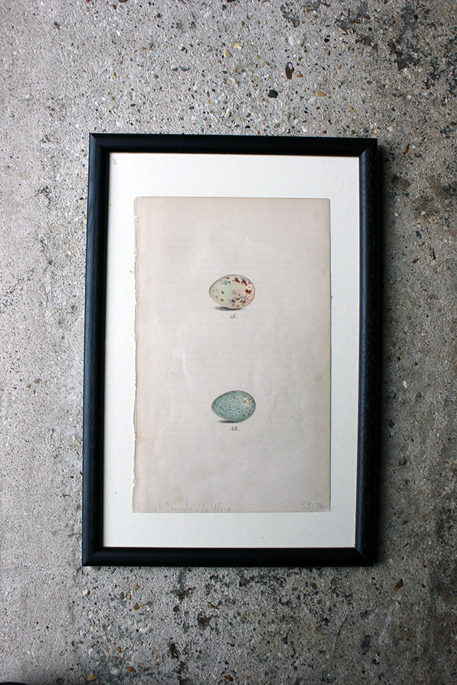 A Decorative Group of Thirteen Framed & Hand-Coloured Lithographs & Woodblock Prints of British Birds' Eggs c.1842-56