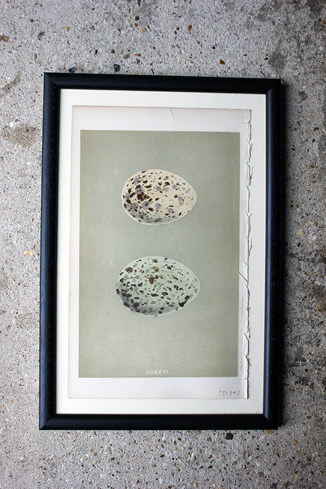 A Decorative Group of Thirteen Framed & Hand-Coloured Lithographs & Woodblock Prints of British Birds' Eggs c.1842-56
