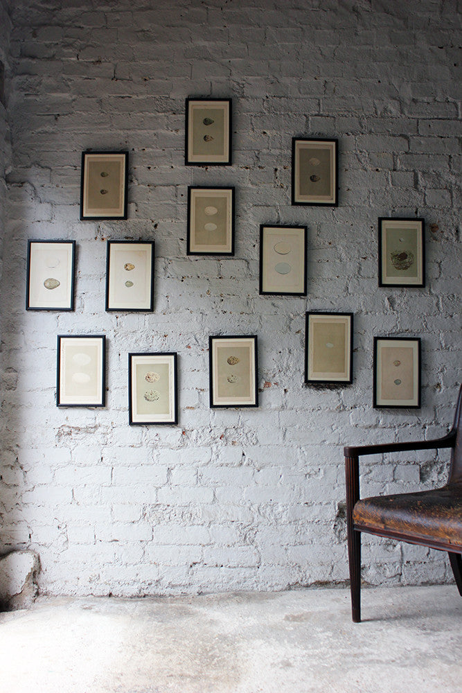 A Decorative Group of Thirteen Framed & Hand-Coloured Lithographs & Woodblock Prints of British Birds' Eggs c.1842-56